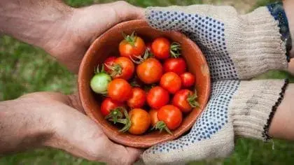 H is for Harvest