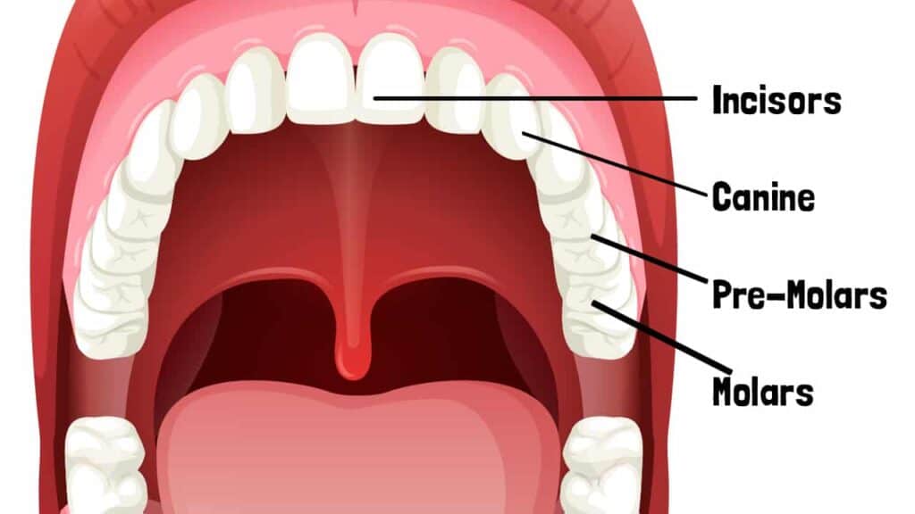 types-teeth-human-teeth