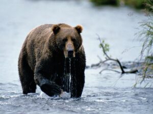 Brown Bear