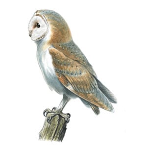 RSPB Barn Owl