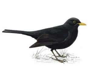 RSPB Blackbird