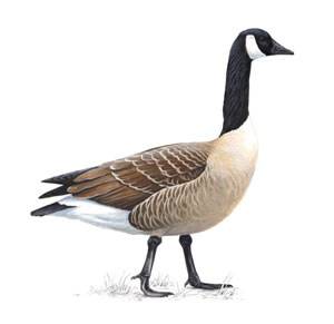 RSPB Canada Goose