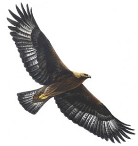 RSPB Golden eagle