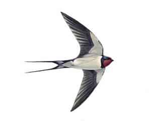 RSPB Swallow