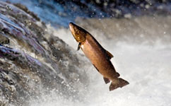 Secret of Salmon's Scales