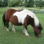 anponies