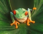 frog-185