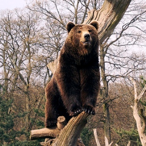 Largest Bear