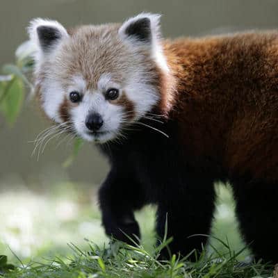 red-panda-4290