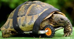 Tortoise With Wheel
