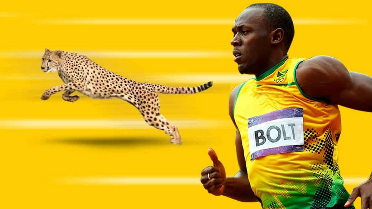 Cheetah Sport •
