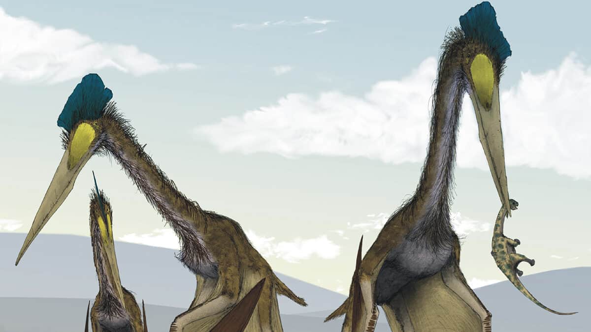 Tricky take-off limited pterosaur size