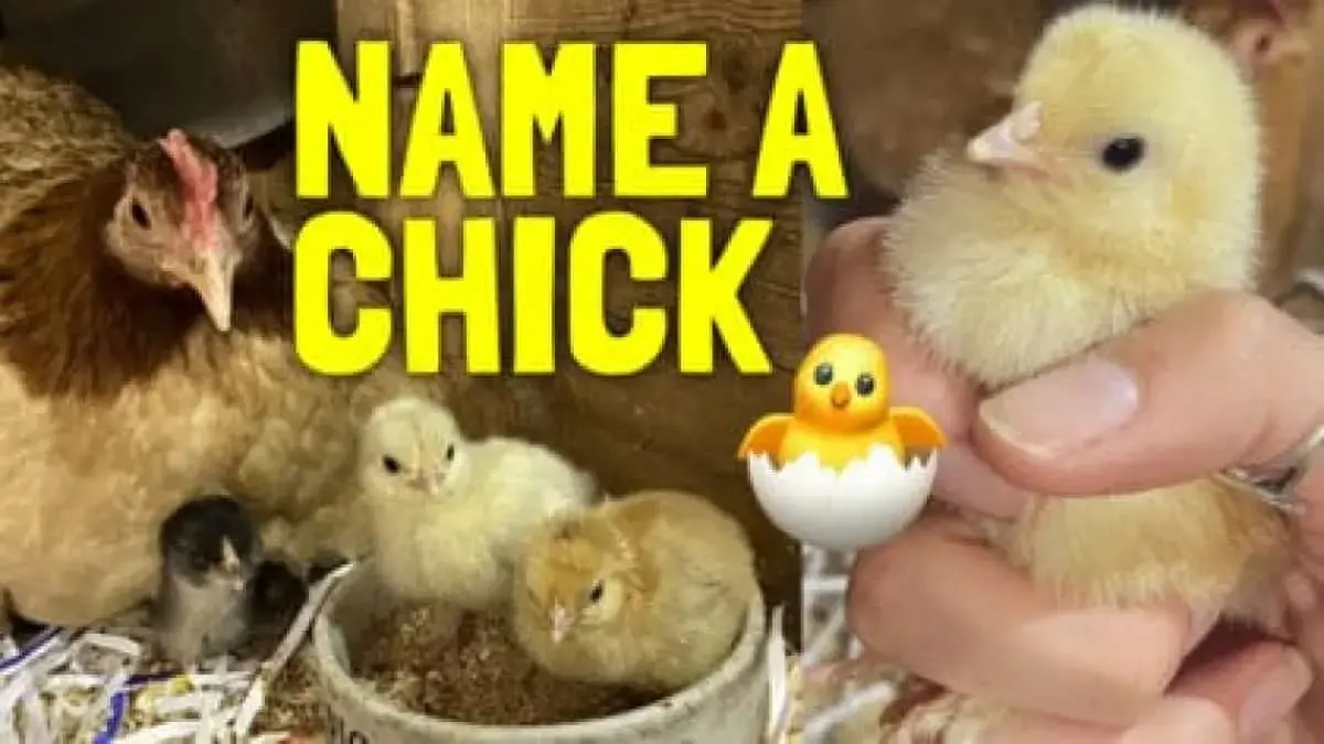 Name Anna Louise’s chick for the Activity Quest podcast!