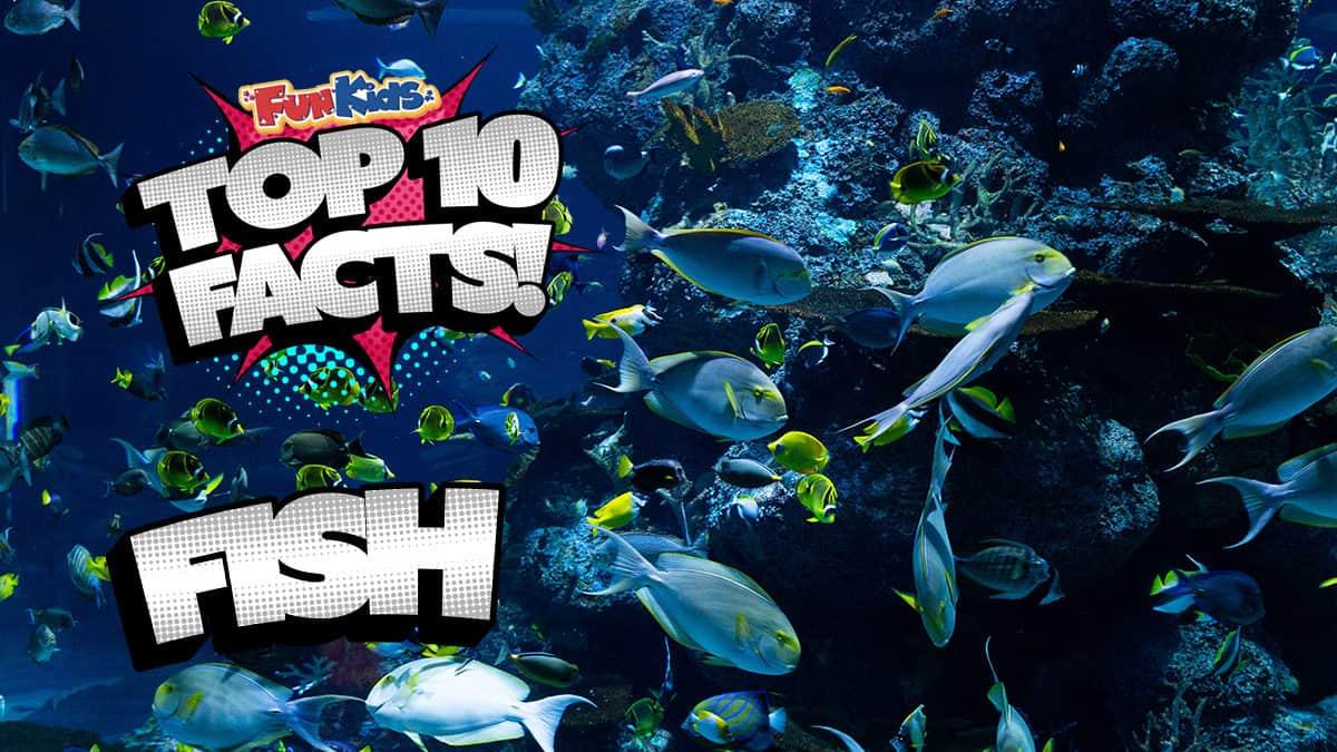 5 amazing facts that'll change the way you think about fish