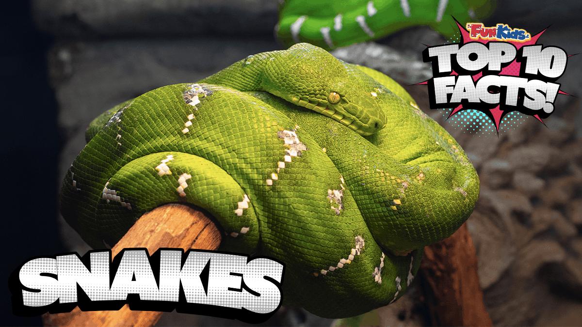 Snake Attack: fun games