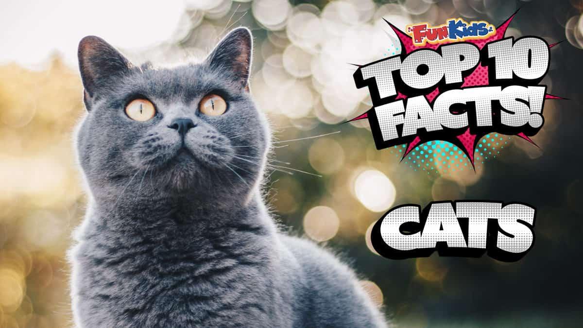 15 facts deals about cats