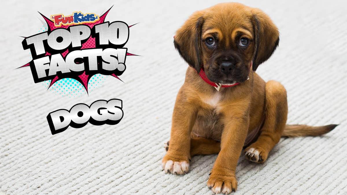 Top 10 dogs for hot sale families