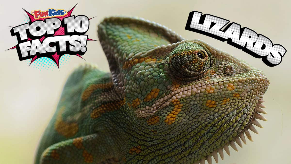 Top 10 Facts About Lizards Fun Kids The UK s Children s Radio Station