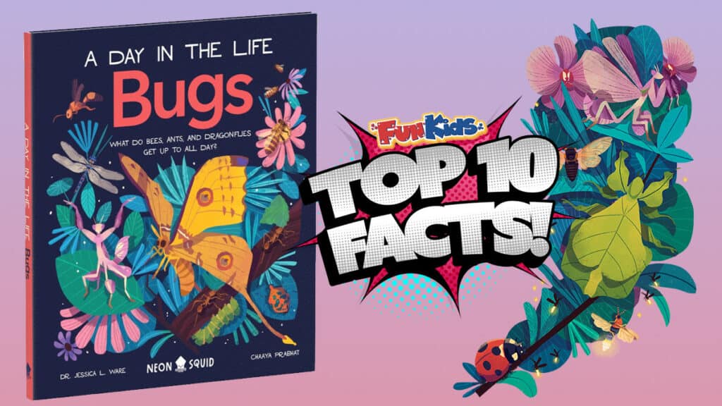 Fun Facts About Bugs For Kindergarten